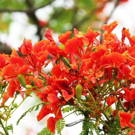 Clusters of bright red-orange flowers bloom on DELONIX regia (Royal Poinciana) - Ex Ground, a field-grown tree with green leaves and a vivid display that's sure to impress.