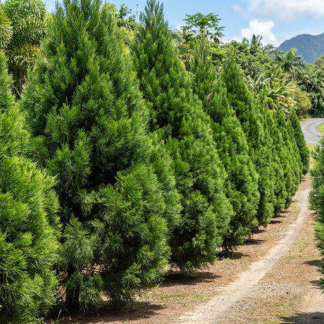 A row of lush Daintree Pine – Gymnostoma australianum, a prized Australian native conifer ideal for screening, lines a dirt path beneath a bright, partly cloudy sky.