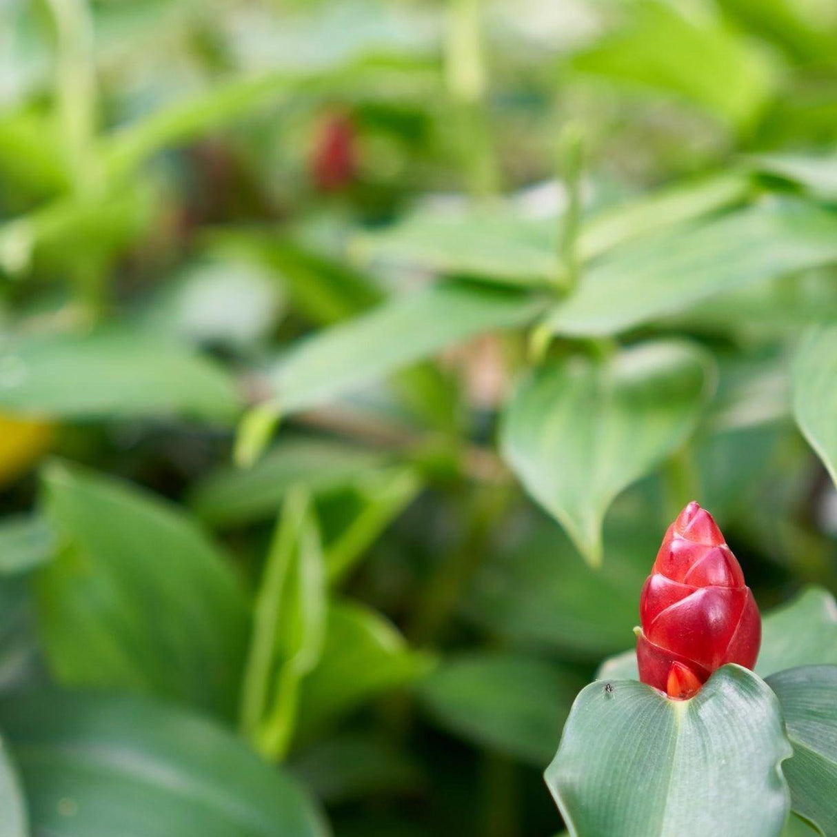 Darcyi Shampoo Ginger - Zingiber zerumbet 'Darcyi'-Deciduous,Flowering,Moderate Growing,Moderate Water,Outdoor,Partial Shade,Tropical-Nursery Near Me