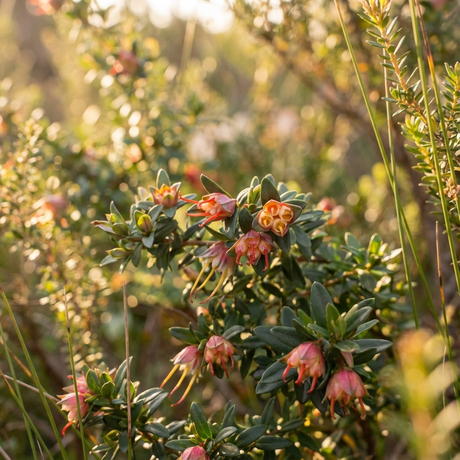 Close-up of the drought-tolerant Australian native Lemon Scented Darwinia (Darwinia citriodora), showing clusters of small pink and orange bell-shaped flowers in sunlight.