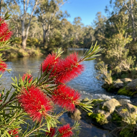 Dawson River Weeper Bottlebrush (Callistemon viminalis 'Dawson River Weeper') displays vivid red blooms beside a tranquil river, framed by lush green trees and sunlight—showcasing this iconic Australian native tree.