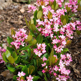 Delacour's Rhaphiolepis - Rhaphiolepis delacourii-Evergreen,Flowering,Full Sun,Moderate Growing,Moderate Water,Outdoor,Shrub-Nursery Near Me