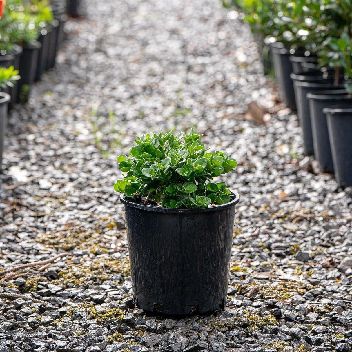 Desert Star - Carissa macrocarpa-Evergreen,Full Sun,Moderate Water,Outdoor,Shrub,Slow Growing-Nursery Near Me