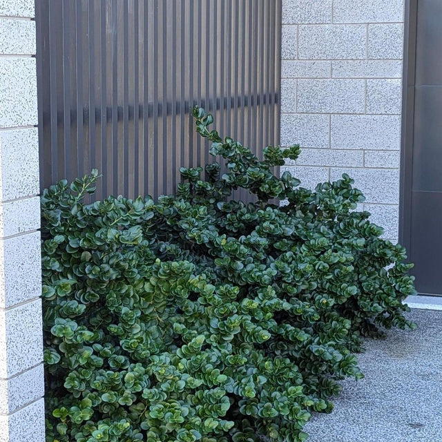 Desert Star - Carissa macrocarpa-Evergreen,Full Sun,Moderate Water,Outdoor,Shrub,Slow Growing-Nursery Near Me