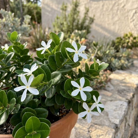 Desert Star (Carissa macrocarpa) features white star-shaped flowers and glossy green leaves in a clay pot. This drought-tolerant shrub thrives outdoors near stone walls or in gardens.