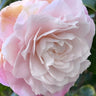 Desire Camellia