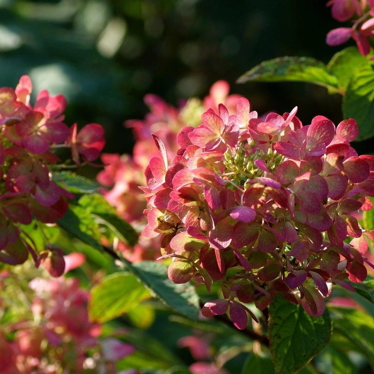 Diamond Rouge Hydrangea - Hydrangea macrophylla 'Diamond Rouge'-Deciduous,Flowering,High Water,Moderate Growing,Ornamental,Outdoor,Partial Shade,Shrub-Nursery Near Me