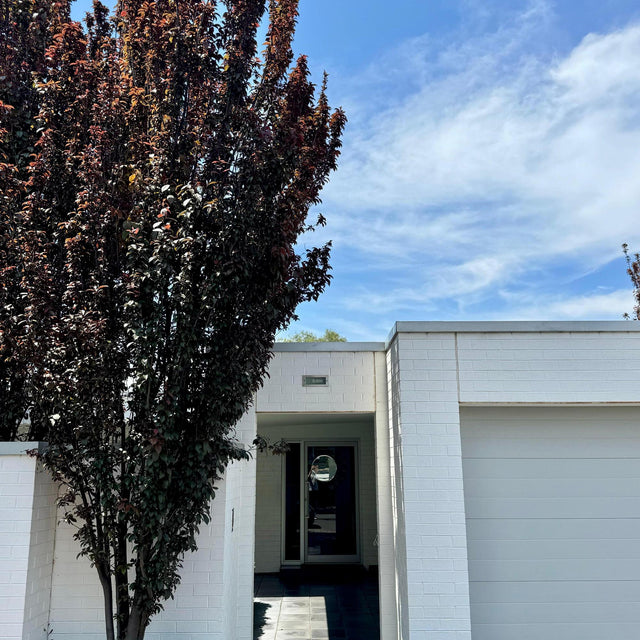 Diamonds in the Dark Blush Crepe Myrtle - Lagerstroemia 'Diamonds in the Dark Blush'-Deciduous,Fast Growing,Flowering,Full Sun,Moderate Water,Outdoor,Tree-Nursery Near Me