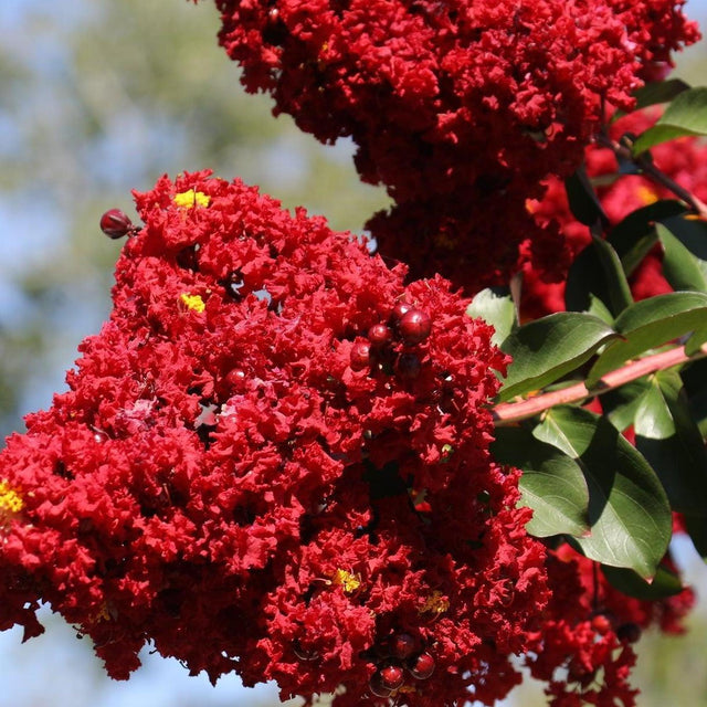 Diamonds in the Dark Crimson Red Crepe Myrtle - Lagerstroemia 'Diamonds in the Dark Crimson Red'-Deciduous,Fast Growing,Flowering,Full Sun,Moderate Water,Outdoor,Tree-Nursery Near Me