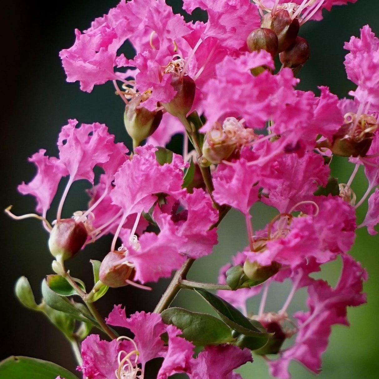 Diamonds in the Dark Lavender Lace Crepe Myrtle - Lagerstroemia 'Diamonds in the Dark Lavender Lace'-Deciduous,Fast Growing,Flowering,Full Sun,Moderate Water,Outdoor,Tree-Nursery Near Me