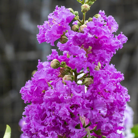 Diamonds in the Dark Mystic Magenta Crepe Myrtle - Lagerstroemia 'Diamonds in the Dark Mystic Magenta'-Deciduous,Fast Growing,Flowering,Full Sun,Moderate Water,Outdoor,Tree-Nursery Near Me