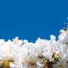 Diamonds in the Dark Pure White Crepe Myrtle