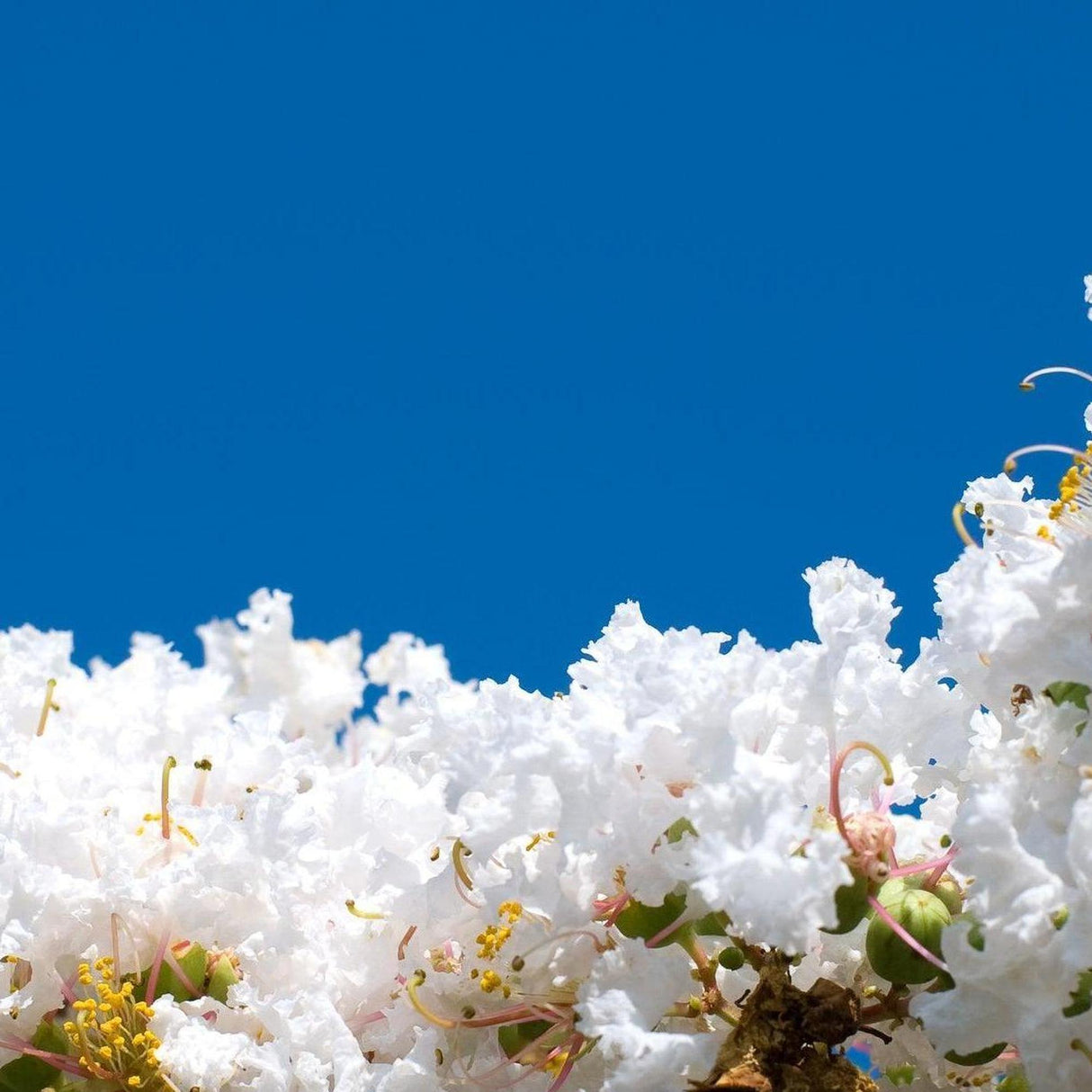 Diamonds in the Dark Pure White Crepe Myrtle - Lagerstroemia 'Diamonds in the Dark Pure White'-Deciduous,Fast Growing,Flowering,Full Sun,Moderate Water,Outdoor,Shrub-Nursery Near Me