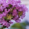 Diamonds in the Dark Purely Purple Crepe Myrtle