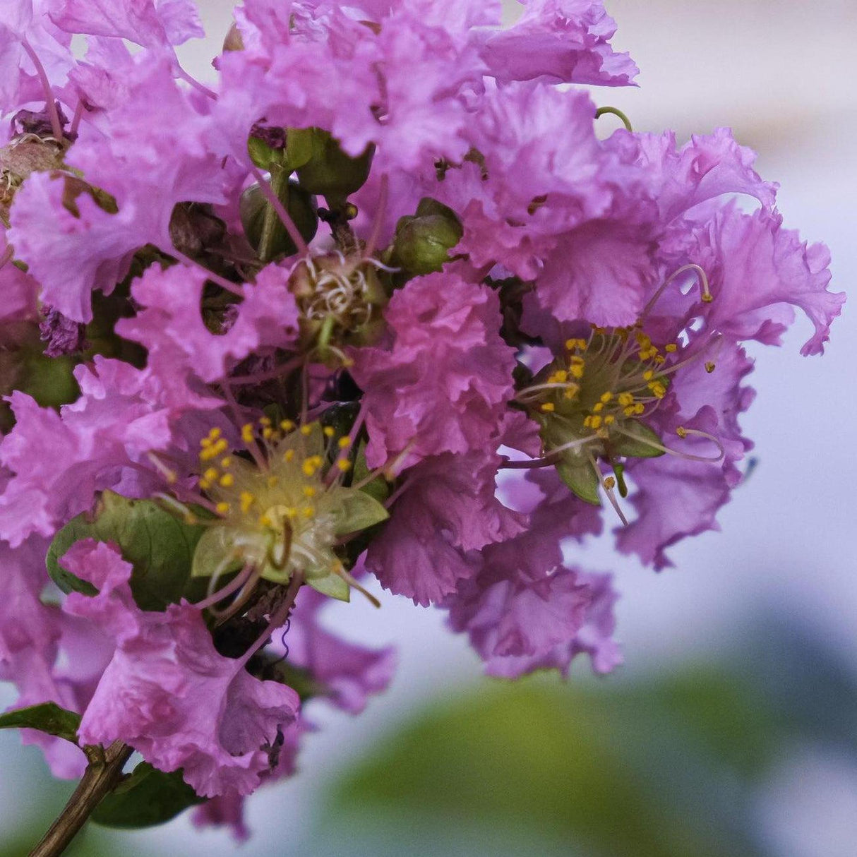 Diamonds in the Dark Purely Purple Crepe Myrtle - Lagerstroemia 'Diamonds in the Dark Purely Purple'-Deciduous,Fast Growing,Flowering,Full Sun,Moderate Water,Outdoor,Tree-Nursery Near Me