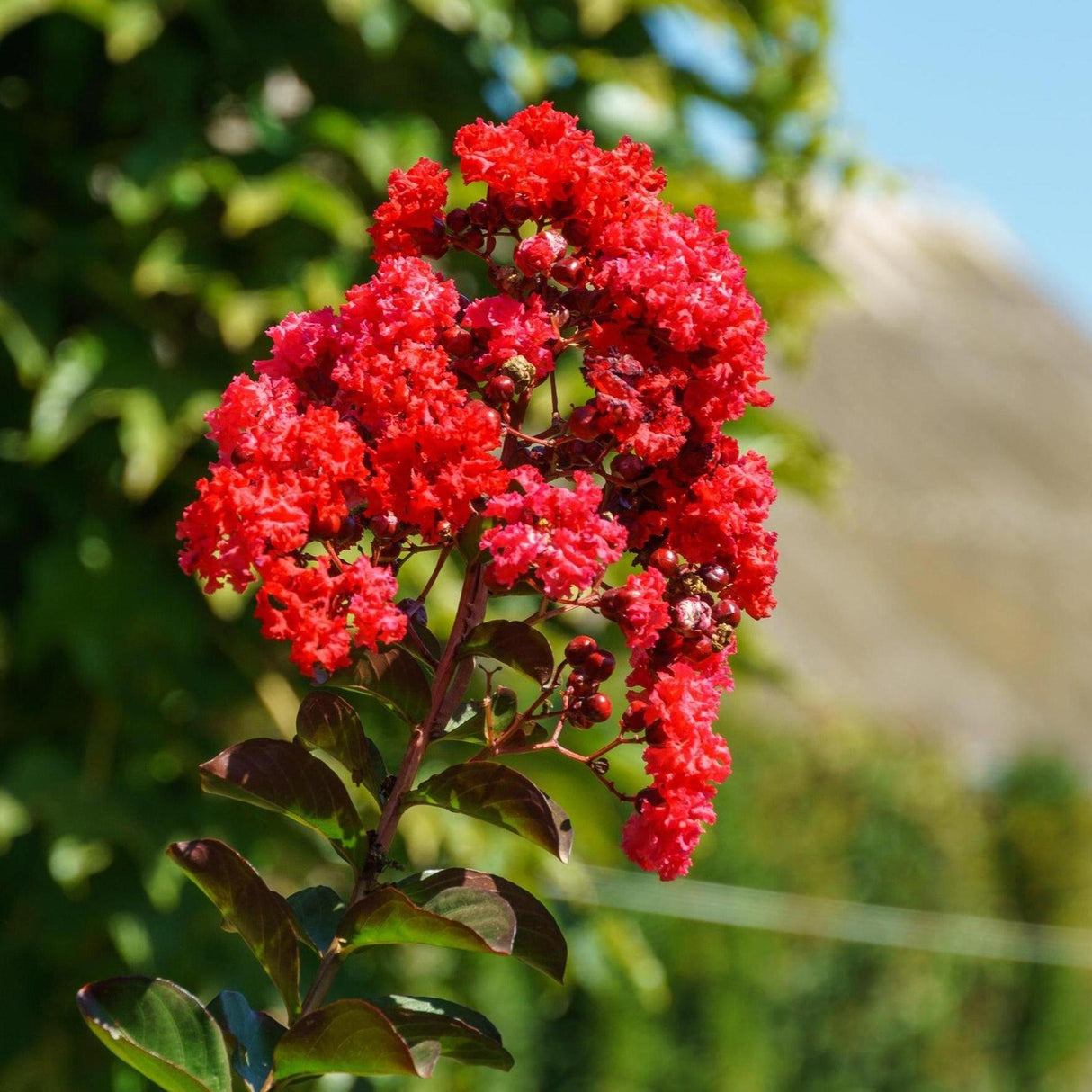 Diamonds in the Dark Red Hot Crepe Myrtle - Lagerstroemia 'Diamonds in the Dark Red Hot'-Deciduous,Flowering,Full Sun,Moderate Growing,Moderate Water,Outdoor,Tree-Nursery Near Me