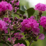 Diamonds in the Dark Shell Pink Crepe Myrtle