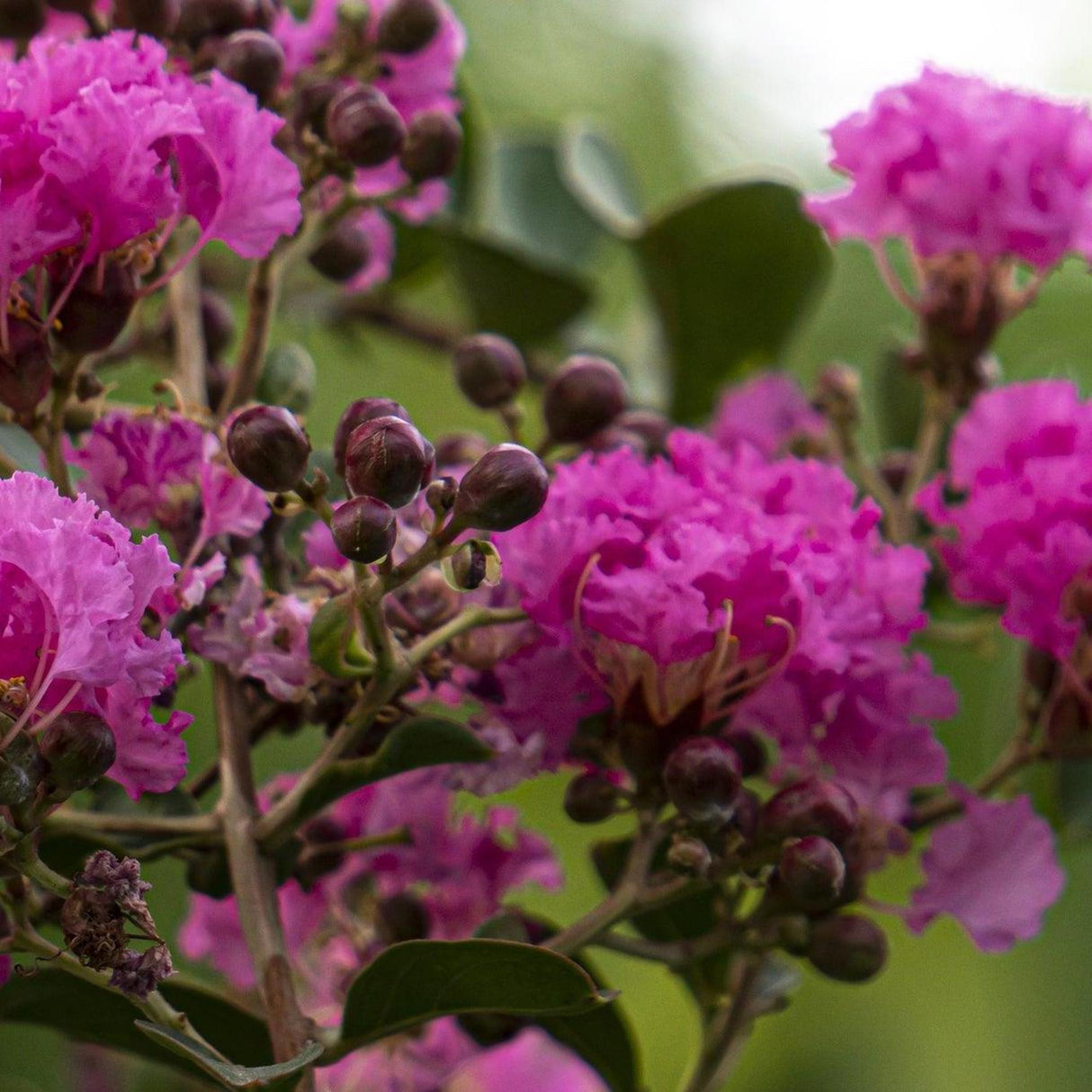 Diamonds in the Dark Shell Pink Crepe Myrtle - Lagerstroemia 'Diamonds in the Dark Shell Pink'-Deciduous,Flowering,Full Sun,Moderate Growing,Moderate Water,Outdoor,Tree-Nursery Near Me