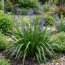 Dianella ‘Emerald Fountain’