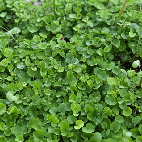 Close-up of lush, green Dichondra repens ‘Parvulus Tiny’ with round leaves dotted with water droplets—an ideal, low-maintenance ground cover.