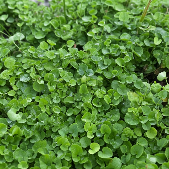 Close-up of lush, green Dichondra repens ‘Parvulus Tiny’ with round leaves dotted with water droplets—an ideal, low-maintenance ground cover.