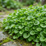 A cluster of green, round-leaved Kidney Weed – Dichondra repens is covered in water droplets beside mossy stones, forming a lush ground cover.