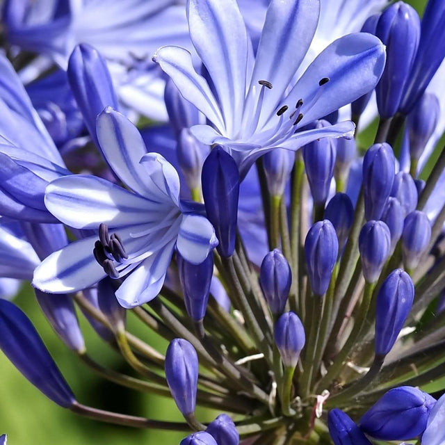 Double Blue Boy Agapanthus - Agapanthus 'Double Blue Boy'-Deciduous,Flowering,Full Sun,Moderate Growing,Moderate Water,Ornamental,Outdoor-Nursery Near Me