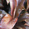 Dr. Brown Cordyline
