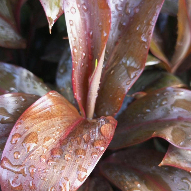 Dr. Brown Cordyline - Cordyline fruticosa 'Dr. Brown'-Evergreen,Moderate Water,Ornamental,Outdoor,Partial Shade,Slow Growing,Tropical-Nursery Near Me