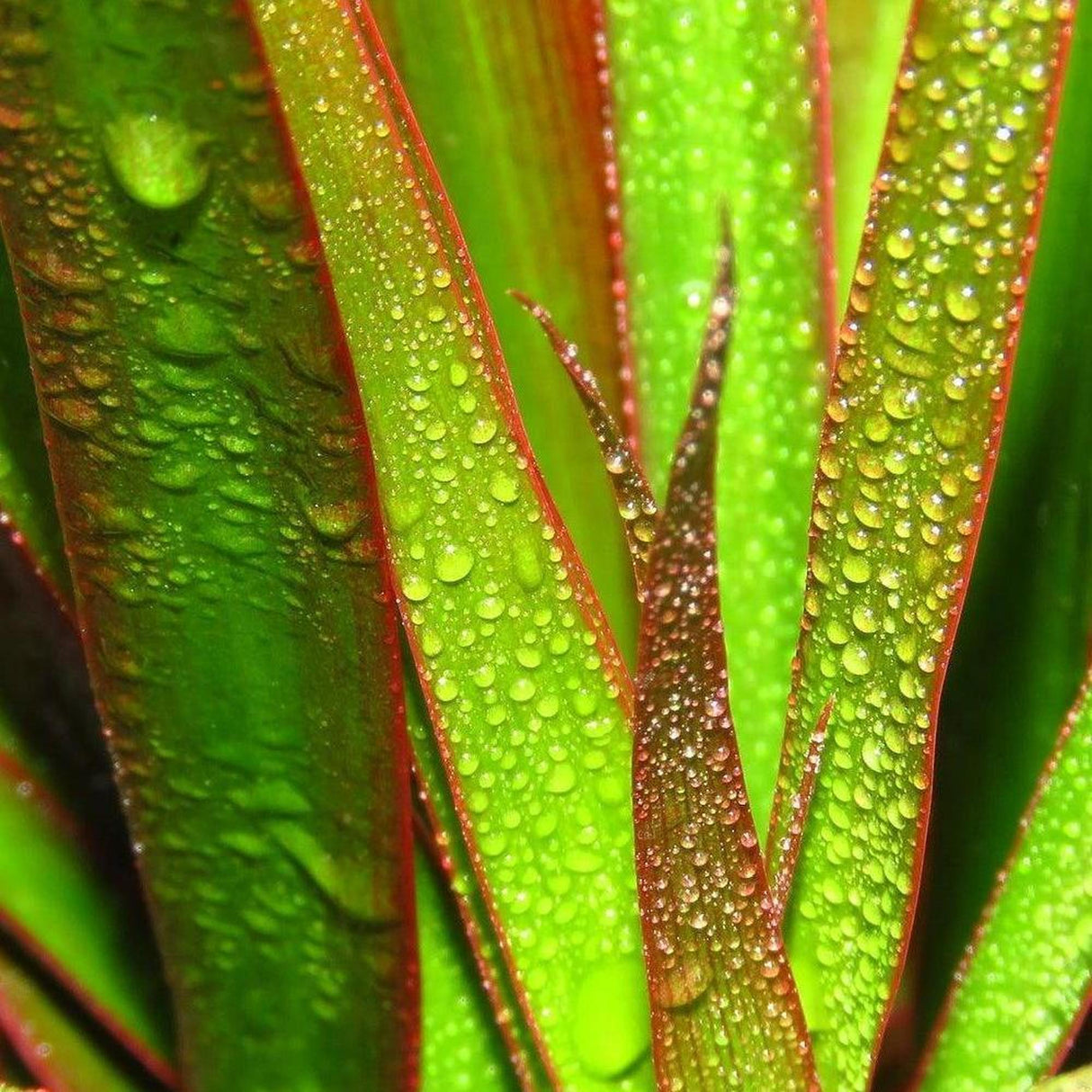 Dracaena Black Knight - Dracaena marginata Black Knight-Evergreen,Indoor,Moderate Water,Ornamental,Partial Shade,Slow Growing,Tropical-Nursery Near Me