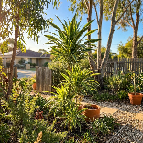 A tall Dracaena ‘Malay Stripe’, an air-purifying plant, stands in a sunlit garden with gravel paths, terracotta pots, and lush green foliage.
