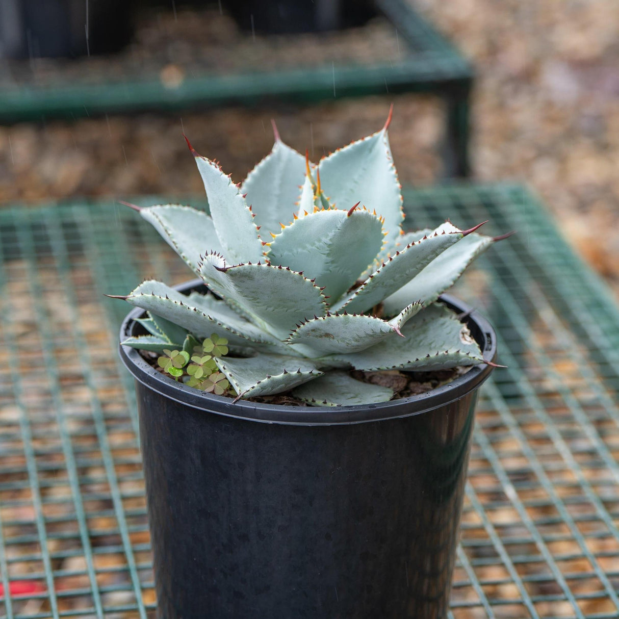 Dragon Toes Agave - Agave 'Dragon Toes'-Evergreen,Full Sun,Low Water,Ornamental,Outdoor,Slow Growing,Succulent-Nursery Near Me