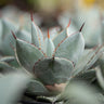 Dragon Toes Agave