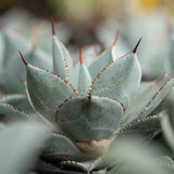 Dragon Toes Agave - Agave 'Dragon Toes'-Evergreen,Full Sun,Low Water,Ornamental,Outdoor,Slow Growing,Succulent-Nursery Near Me