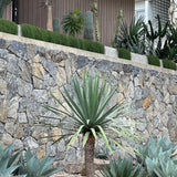 Dragon Tree - Dracaena draco-Evergreen,Full Sun,Low Water,Outdoor,Slow Growing,Succulent,Tree-Nursery Near Me