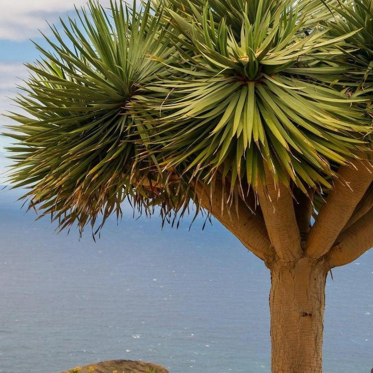 Dragon Tree - Dracaena draco-Evergreen,Full Sun,Low Water,Outdoor,Slow Growing,Succulent,Tree-Nursery Near Me