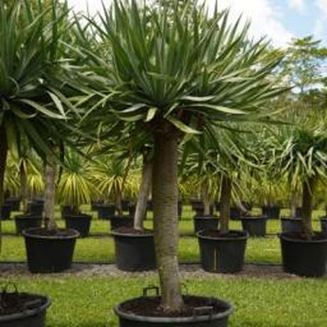 Dragon Tree - Dracaena draco-Evergreen,Full Sun,Low Water,Outdoor,Slow Growing,Succulent,Tree-Nursery Near Me