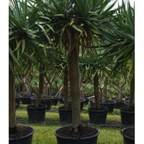 Dragon Tree - Dracaena draco-Evergreen,Full Sun,Low Water,Outdoor,Slow Growing,Succulent,Tree-Nursery Near Me