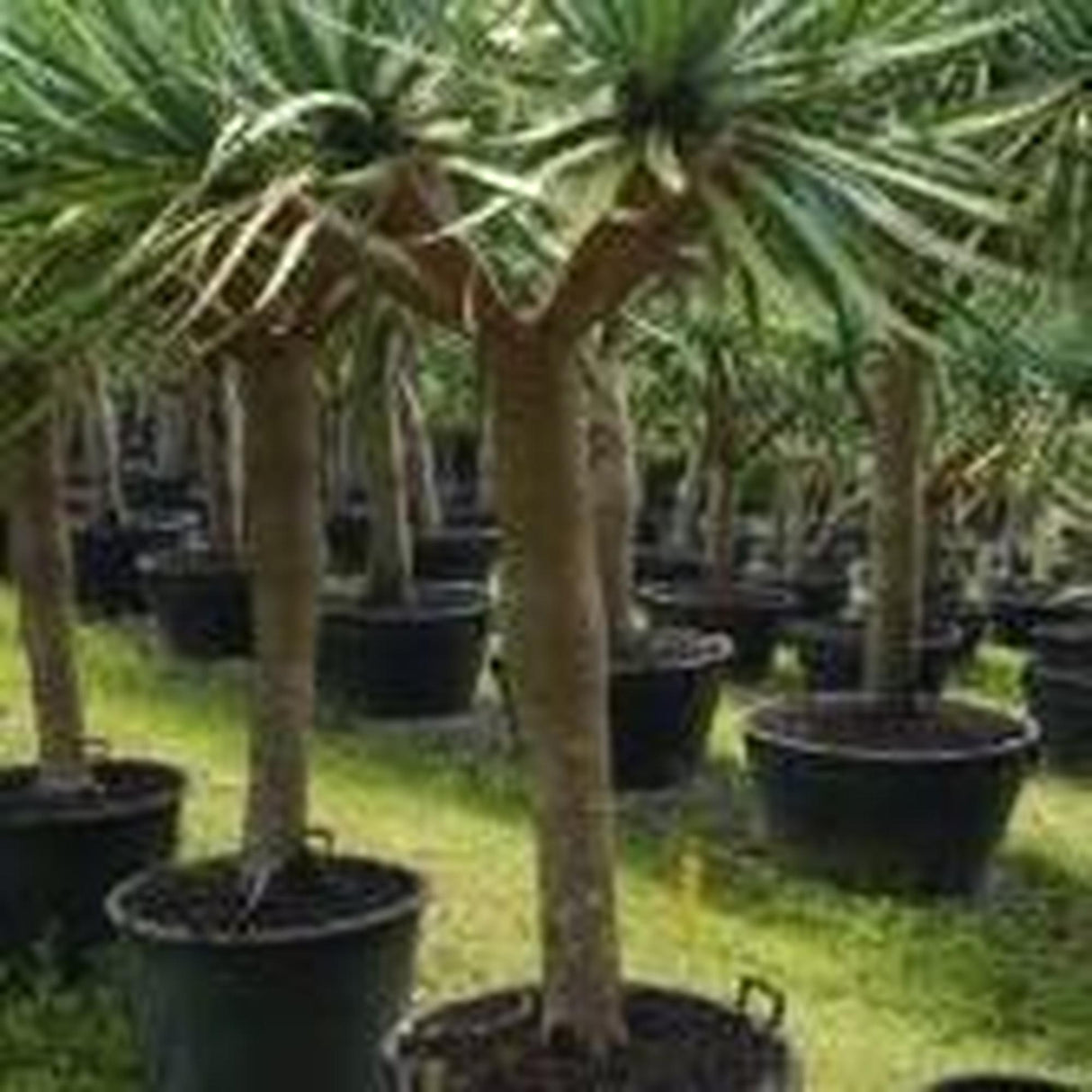 Dragon Tree - Dracaena draco-Evergreen,Full Sun,Low Water,Outdoor,Slow Growing,Succulent,Tree-Nursery Near Me