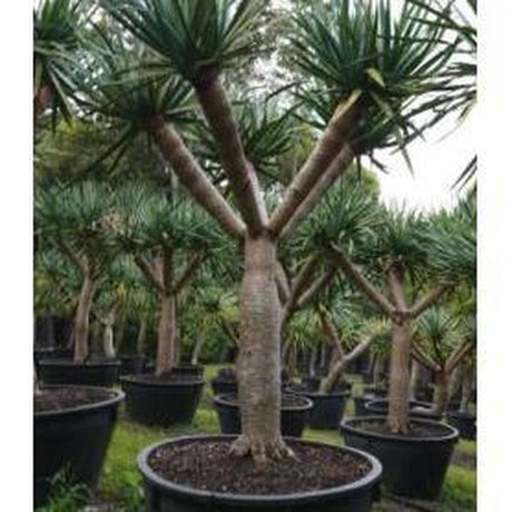 Dragon Tree - Dracaena draco-Evergreen,Full Sun,Low Water,Outdoor,Slow Growing,Succulent,Tree-Nursery Near Me