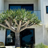 Dragon Tree - Dracaena draco-Evergreen,Full Sun,Low Water,Outdoor,Slow Growing,Succulent,Tree-Nursery Near Me