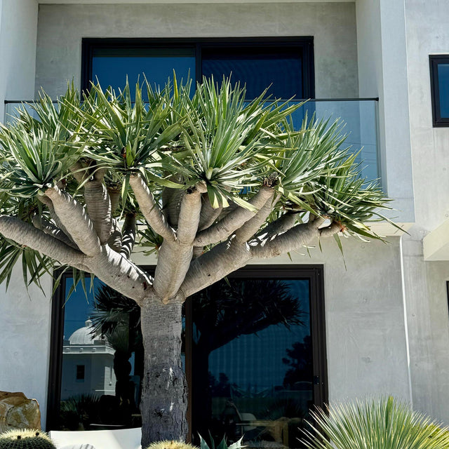 Dragon Tree - Dracaena draco-Evergreen,Full Sun,Low Water,Outdoor,Slow Growing,Succulent,Tree-Nursery Near Me