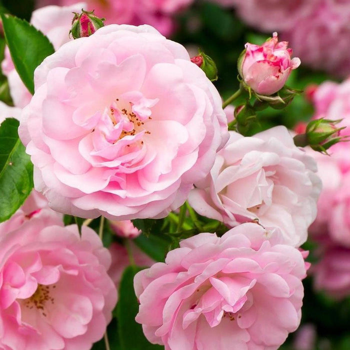 Camellias | Buy Online Australia – Nursery Near Me