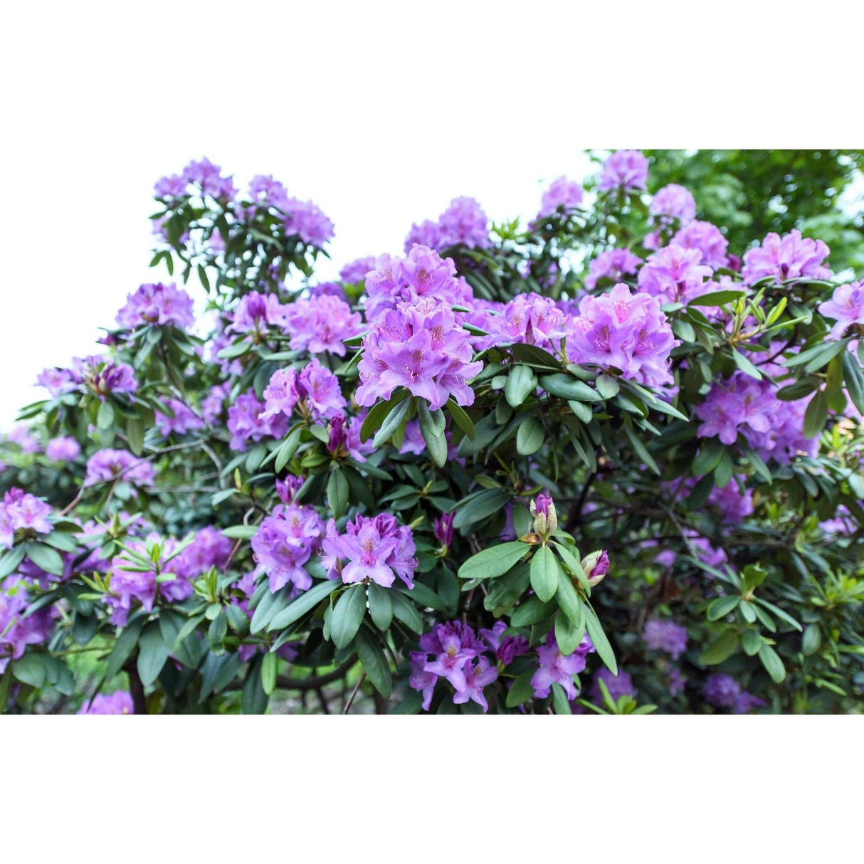 Dreamtime Indica Azalea - Azalea indica 'Dreamtime'-Evergreen,Flowering,Moderate Water,Outdoor,Partial Shade,Shrub,Slow Growing-Nursery Near Me