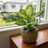 Dumb Cane
