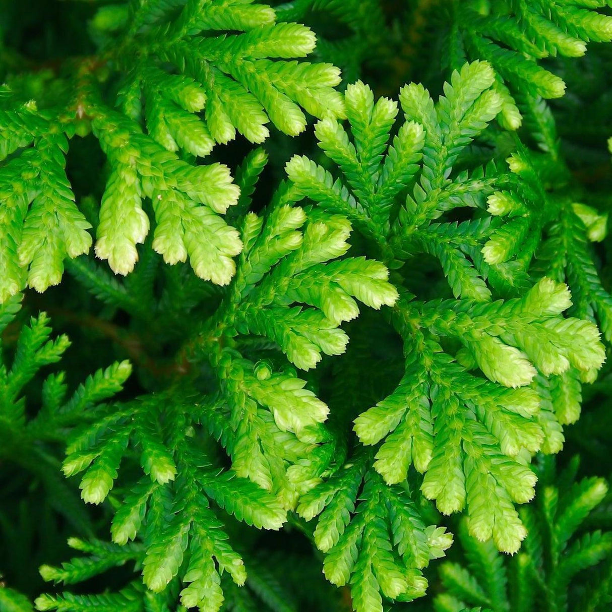 Dwarf Babingtonia - Babingtonia virgata 'Nana'-Evergreen,Flowering,Full Sun,Low Water,Outdoor,Shrub,Slow Growing-Nursery Near Me