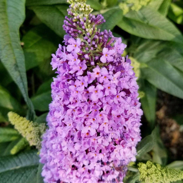 Dwarf Butterfly Bush - Gaura lindheimeri 'Baby Butterflies Pearl'-Evergreen,Fast Growing,Flowering,Full Sun,Moderate Water,Outdoor,Shrub-Nursery Near Me