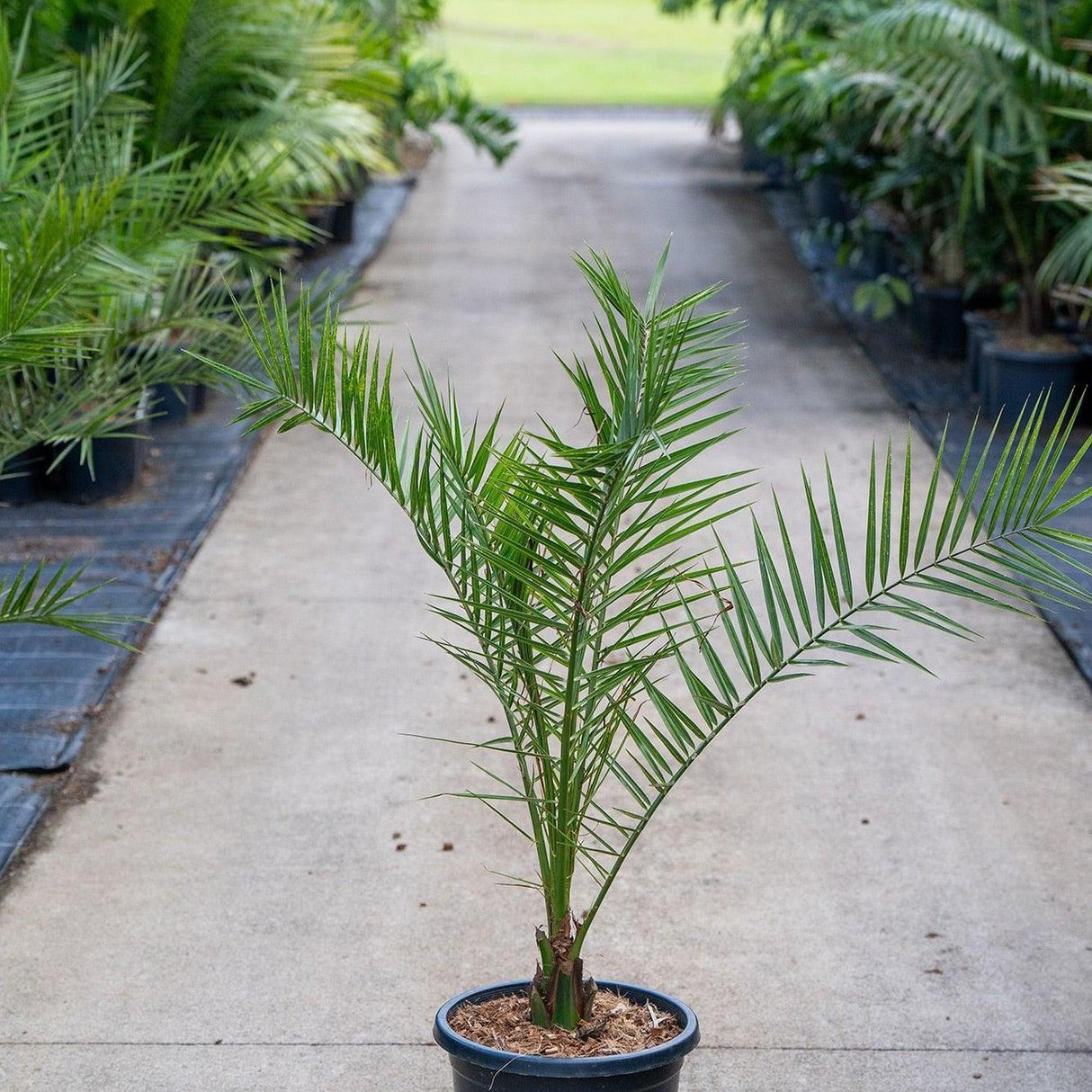 A Dwarf Date Palm - Phoenix roebelenii in a pot sits on a concrete path, surrounded by other potted plants.
