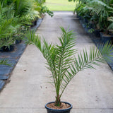 A Dwarf Date Palm - Phoenix roebelenii in a pot sits on a concrete path, surrounded by other potted plants.