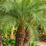 Dwarf Date Palm